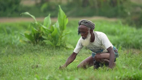 View of an elderly farmer working in a green field, Bangladesh. Video stock 334966344