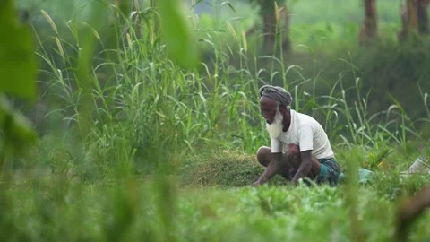 View of an elderly farmer working in a green field, Bangladesh. Video stock 334966486