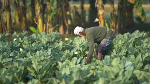 View of an elderly farmer working in a vegetable field, Bangladesh. Video stock 335019894