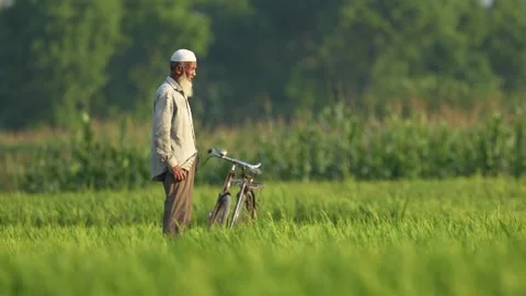View of an elderly man with a bicycle in a rice field, Bangladesh. Vídeo Stock 335650935