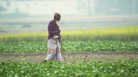 View of an elderly man standing in a green field, Bangladesh. Stock Footage 335599347