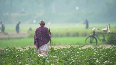 View of an elderly man standing in a rural field, Bangladesh. Vídeo Stock 335599336