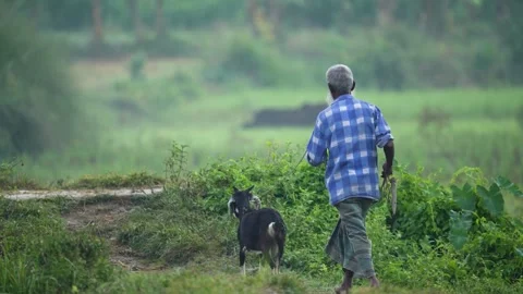 View of an elderly man walking with a goat in a rural field, Bangladesh. Stock-Footage 334966714