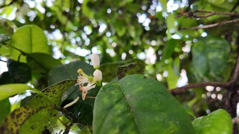 View Of Elegant Magnolia Flower Bud In Spring Garden Stock Footage 336799395