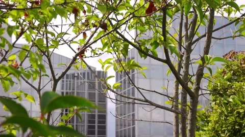 View of elements of modern office buildings through the foliage of trees Stock Footage 250904627
