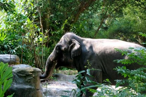 View of Elephant inside zoo Stock Photos