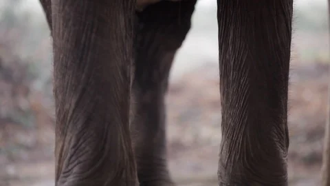 View of elephant from legs to its head Stock Footage 92712970