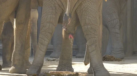 Animals Elephant Porn Vedii - Elephant Peeing Stock Video Footage | Royalty Free Elephant Peeing Videos |  Pond5