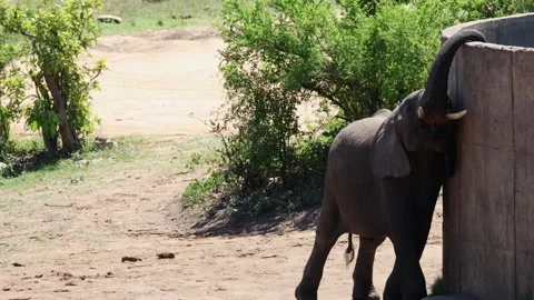 View of an elephant reaching its trunk up a water tank, South Africa. Stock Footage 333520019