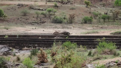 View of an elephant resting on a concrete dam wall in South Africa. Vídeo Stock 333521822