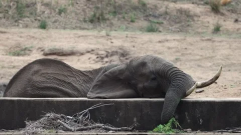 View of an elephant resting its head on a wall, South Africa. 스톡 동영상 333521763