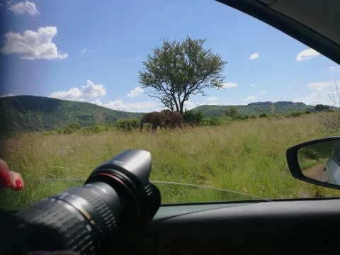 View of elephants from the car window with camera and side mirror - Safari Stock Photos