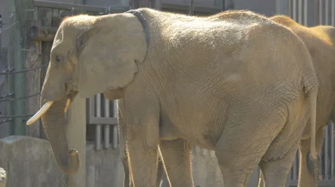 View of elephants moving their tails and trunks at Schonbrunn Zoo Video stock 59308442