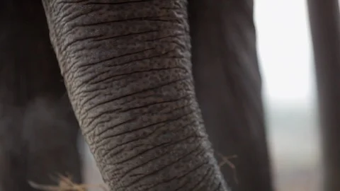 View of an elephant's trunk Video stock 92713022