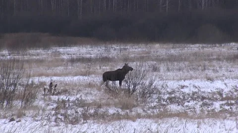 View of an Elk in forest. Elk. wild moose. Winter. Vídeo Stock 86855685