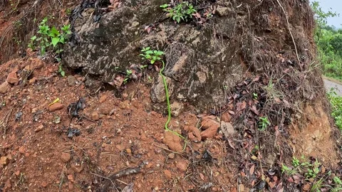 A view of Emerald Vine Snake Slithering Gracefully Across Rugged Dirt and R.. Stock-Footage 332353166