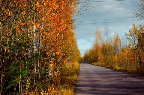 View on an empty asphalt road between orange autumn trees Stock Photos