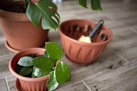 View of an empty flower pot and a garden yellow spatula against the background Stock Photos