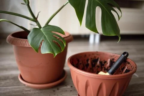 View of an empty flower pot and a garden yellow spatula on the background of a Stock Photos