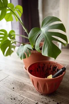View of an empty flower pot and a garden yellow spatula on the background of a Stock Photos