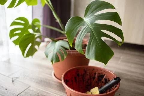 View of an empty flower pot and a garden yellow spatula on the background of a Stock Photos