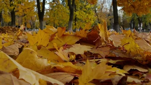 View on empty park covered with yellow foliage at ground on sunny day. Golden ma Stock Footage 340902479