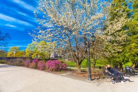 View on empty pathway with blossom trees, bushes and relaxing young people in Stock Photos