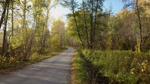 View of empty road in the autumn forest Stock Footage 108477110