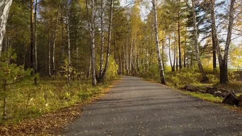 View of empty road in the autumn forest Stock Footage 108477312