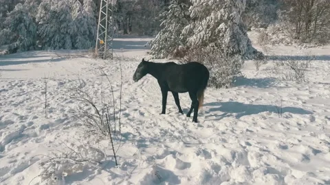 View of empty road with snow covered through a forest. Mountain winter landscape Vidéo 167722521