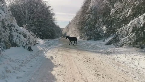 View of empty road with snow covered through a forest. Mountain winter landscape Stock Footage 167722522