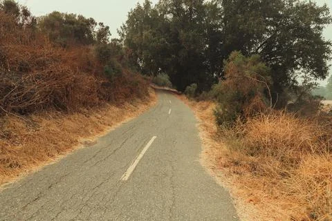View of an empty road through a forest with trees and dry grass Stock Photos