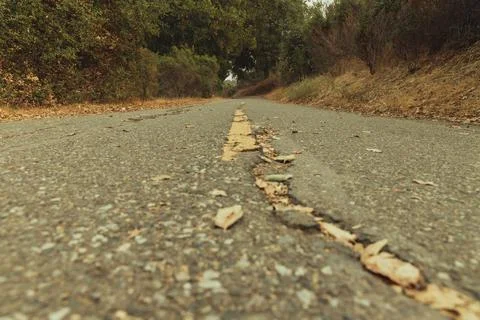 View of an empty road through a forest with trees and dry grass Foto stock