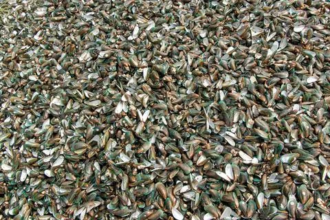 The view of a empty shells of shellfish 写真素材