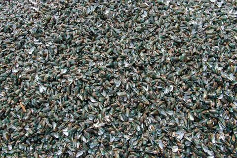 The view of a empty shells of shellfish 库存照片