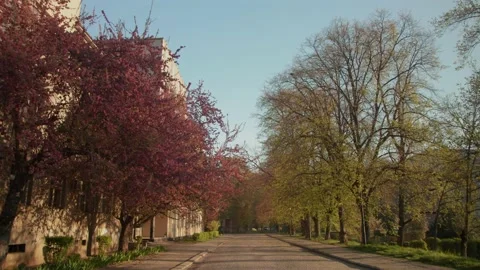 View of empty street with trees on both sides in summer with clear sky on Video stock 135057661