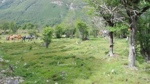 View from "End of the World" train. Ushuaia, Argentina 스톡 동영상 33624482