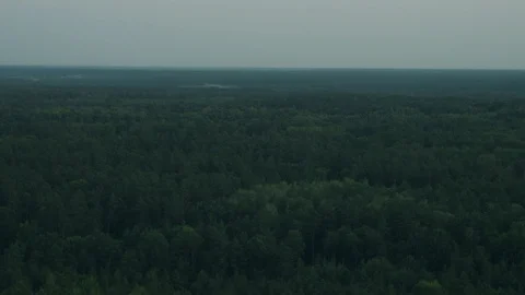 View of the endless forest horizon Stock Footage 106094043