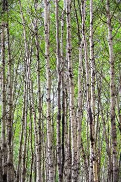 A view of endless poplar trees in spring Stock Photos