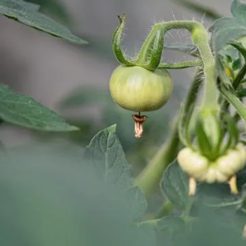 View of the ensuing tomato fruit that hangs on a branch. The concept of agric Stock Photos