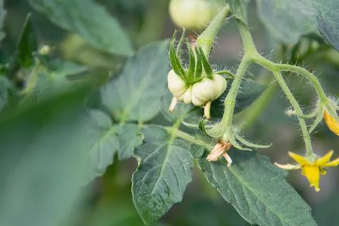 View of the ensuing tomato fruit that hangs on a branch. The concept of Stock Photos