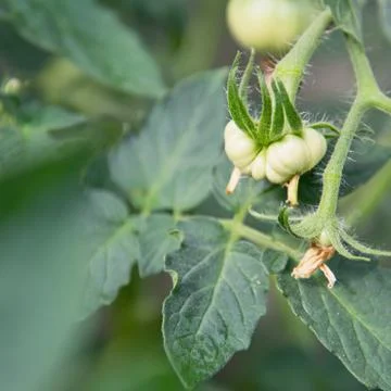 View of the ensuing tomato fruit that hangs on a branch. The concept of agric Stock Photos