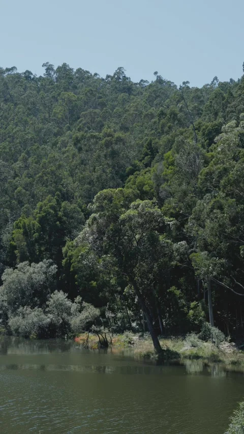 View of of a eucalyptus forest next to a tranquil river on summer time Video stock 297958543