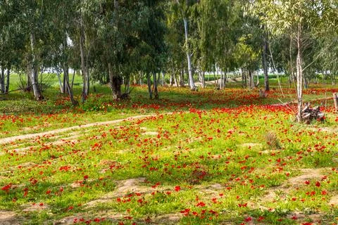 View of Eucalyptus trees and fields of red anemone flowers, Northern Negev Stock Photos