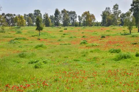 View of Eucalyptus trees and fields of red anemone flowers, Northern Negev Stock Photos