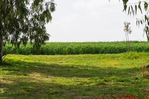 View of Eucalyptus trees and fields of red anemone flowers, Northern Negev 库存照片