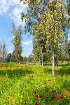 View of Eucalyptus trees and fields of red anemone flowers, Northern Negev Stock Photos