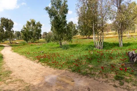 View of Eucalyptus trees and fields of red anemone flowers, Northern Negev Stock Photos