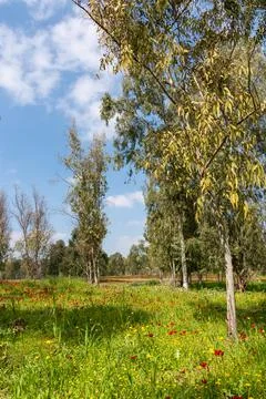 View of Eucalyptus trees and fields of red anemone flowers, Northern Negev Stock Photos