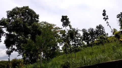 View of Eucalyptus Trees in Green Land Stock Footage 327250287